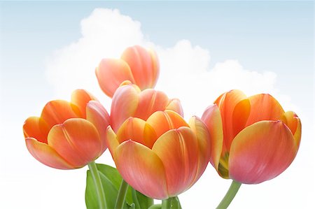 simsearch:859-03040238,k - Beautiful orange tulips against the sky background Foto de stock - Super Valor sin royalties y Suscripción, Código: 400-04408664