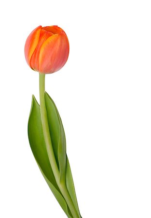 Beautiful orange tulip isolated on white background.Shallow focus Stock Photo - Budget Royalty-Free & Subscription, Code: 400-04408661