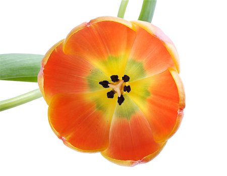 simsearch:400-05069521,k - Beautiful orange tulip isolated on white background Photographie de stock - Aubaine LD & Abonnement, Code: 400-04408663