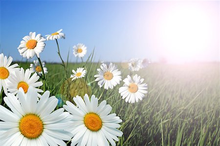 Closeup of few ox-eye daisy flowers against blue sky Photographie de stock - Aubaine LD & Abonnement, Code: 400-04408675