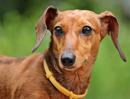 simsearch:400-05246924,k - dachshund Stock Photo - Budget Royalty-Free & Subscription, Code: 400-04408733