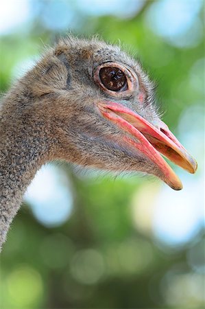 simsearch:400-05234833,k - ostrich Stockbilder - Microstock & Abonnement, Bildnummer: 400-04408745