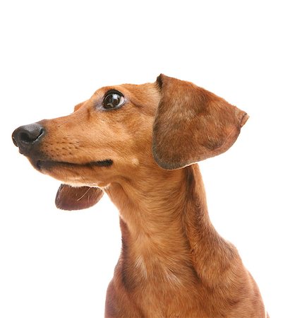 simsearch:400-04353812,k - dachshund looking to a side Stockbilder - Microstock & Abonnement, Bildnummer: 400-04408746