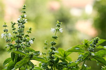 spice gardens - Close-up shoot of home grown basil plants Stock Photo - Budget Royalty-Free & Subscription, Code: 400-04408787