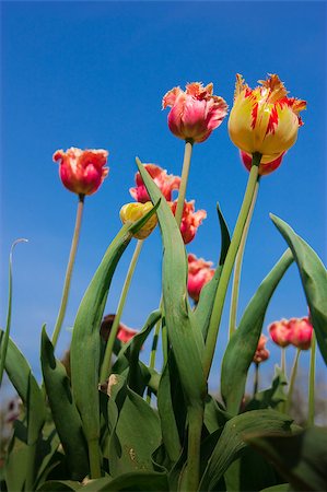 simsearch:825-02308577,k - beautiful spring tulips unusual varieties Fotografie stock - Microstock e Abbonamento, Codice: 400-04409458