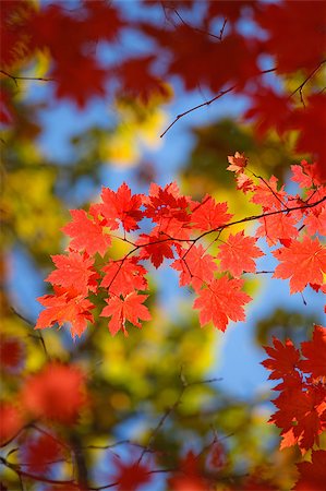 simsearch:400-08695872,k - bright autumn leaves in the natural environment Stock Photo - Budget Royalty-Free & Subscription, Code: 400-04409477