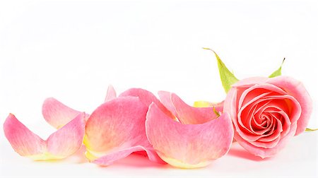 Petals and flower of  pink  on white background Photographie de stock - Aubaine LD & Abonnement, Code: 400-04409540