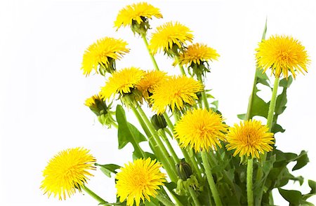 Ripened dandelion against  dark sky before a rain Fotografie stock - Microstock e Abbonamento, Codice: 400-04409543