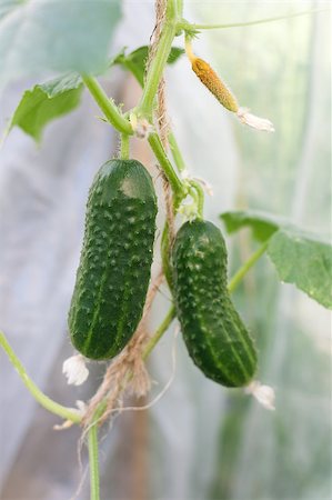 Young cucumbers on blooming bush in summer garden Stock Photo - Budget Royalty-Free & Subscription, Code: 400-04409555