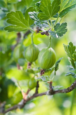 simsearch:400-05382337,k - Ripening green gooseberry fruit on the branch Stock Photo - Budget Royalty-Free & Subscription, Code: 400-04409556