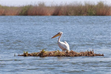 simsearch:400-07169714,k - white pelican in the Danube Delta, Romania Fotografie stock - Microstock e Abbonamento, Codice: 400-04409565