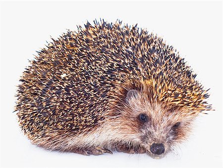 prickly object - prickly hedgehog is isolated on a white background Stock Photo - Budget Royalty-Free & Subscription, Code: 400-04409581