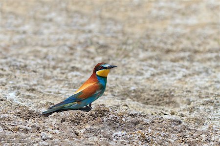 simsearch:400-06430581,k - a beautiful european bee eater (Merops Apiaster) Photographie de stock - Aubaine LD & Abonnement, Code: 400-04409582