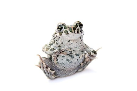 frog on white background isolated reptile macro close-up photo Stock Photo - Budget Royalty-Free & Subscription, Code: 400-04409817