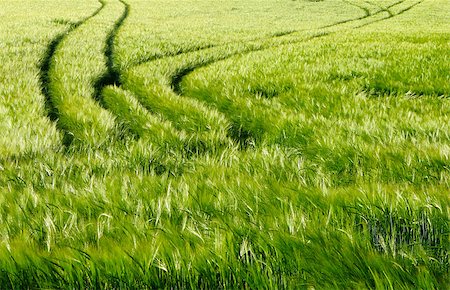 simsearch:400-09224451,k - green barley field in the spring when the sunset Stock Photo - Budget Royalty-Free & Subscription, Code: 400-04400394