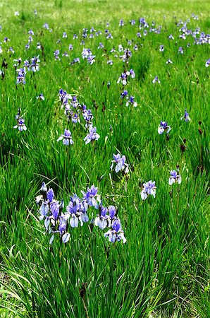 simsearch:400-04867397,k - Iris sibirica flowers in a meadow in late spring Fotografie stock - Microstock e Abbonamento, Codice: 400-04400393