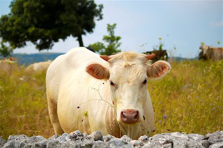 simsearch:400-07658135,k - Photo of white cow on meadow Stock Photo - Budget Royalty-Free & Subscription, Code: 400-04400961