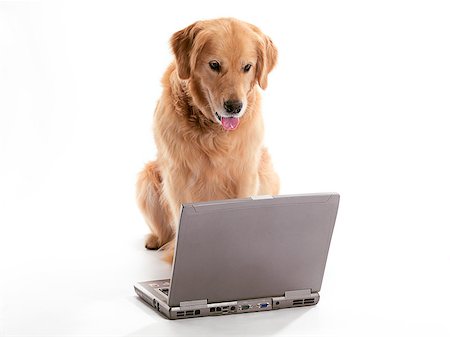 simsearch:400-04883639,k - A Golden Retriever using a laptop Stock Photo - Budget Royalty-Free & Subscription, Code: 400-04400995