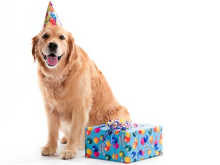 simsearch:400-04883639,k - A Golden Retriever dog sitting with a present while wearing a birthday hat on a white background. Stock Photo - Budget Royalty-Free & Subscription, Code: 400-04400993