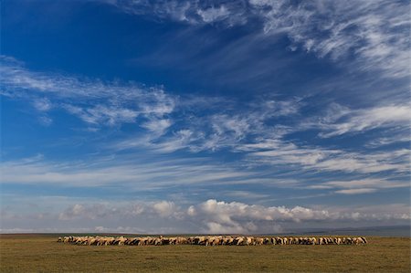simsearch:400-04672084,k - flock of sheep to graze on blue sky background Fotografie stock - Microstock e Abbonamento, Codice: 400-04401100