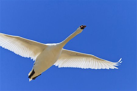 swan flying - white swan in a sky blue flight Stock Photo - Budget Royalty-Free & Subscription, Code: 400-04401127