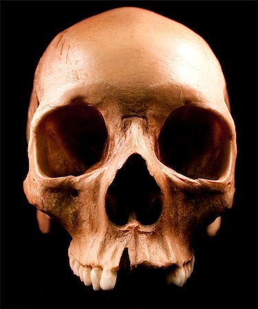 simsearch:400-05687204,k - Human skull - bone head dead teeth spooky scary pirate isolated evil Photographie de stock - Aubaine LD & Abonnement, Code: 400-04401152