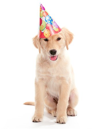 simsearch:400-04883639,k - A puppy Golden Retreiver sitting on a white background Stock Photo - Budget Royalty-Free & Subscription, Code: 400-04401405