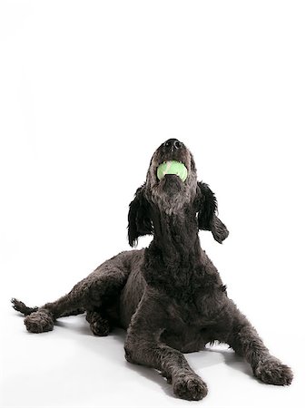simsearch:400-04883639,k - A Labradoodle with a green ball Stock Photo - Budget Royalty-Free & Subscription, Code: 400-04401406