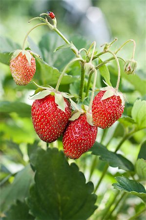 Closeup of fresh red strawberries growing on the vine Photographie de stock - Aubaine LD & Abonnement, Code: 400-04402578