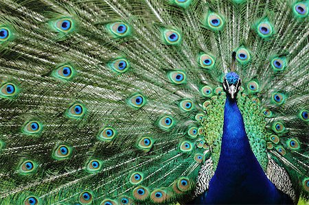 head peacock as very nice animal background Stock Photo - Budget Royalty-Free & Subscription, Code: 400-04402696