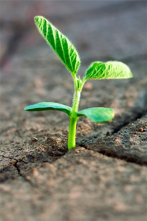 Concept new life. Rising sprig on dry ground. Stock Photo - Budget Royalty-Free & Subscription, Code: 400-04402726