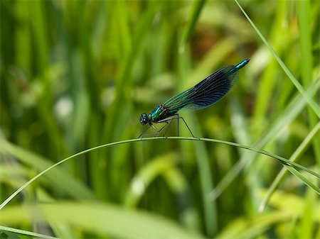 simsearch:400-04785692,k - a male banded agrion also known as banded demoiselle or agrion splendens resting on a leaf Fotografie stock - Microstock e Abbonamento, Codice: 400-04402924