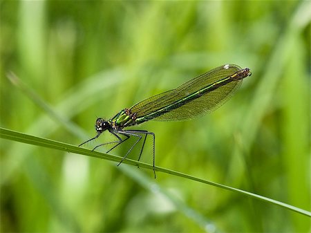 simsearch:400-04785692,k - a female banded agrion also known as banded demoiselle or agrion splendens or calopteryx splendens resting on a leaf Fotografie stock - Microstock e Abbonamento, Codice: 400-04402925