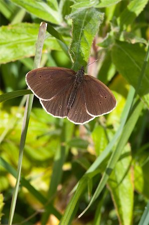 simsearch:400-04785692,k - a ringlet butterfly aphantopus hyperantus resting on a leaf Fotografie stock - Microstock e Abbonamento, Codice: 400-04402923