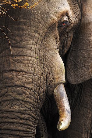 Close-up of an African Elephant - Loxodonta Africana - Kruger National Park Stock Photo - Budget Royalty-Free & Subscription, Code: 400-04403424