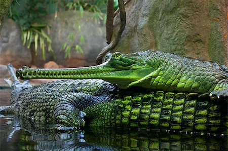 simsearch:400-07422527,k - Indian Gavial / Gharial (Gavialis gangeticus) in the Lake Photographie de stock - Aubaine LD & Abonnement, Code: 400-04403433