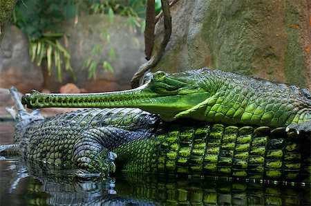 Indian Gavial / Gharial (Gavialis gangeticus) in the Lake Photographie de stock - Aubaine LD & Abonnement, Code: 400-04403433