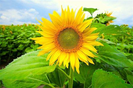 simsearch:400-06950874,k - sunflower field Photographie de stock - Aubaine LD & Abonnement, Code: 400-04403445