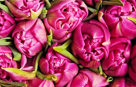 simsearch:400-04340566,k - beautiful pink double tulips, background, Stockbilder - Microstock & Abonnement, Bildnummer: 400-04403497