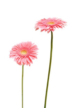 simsearch:400-05713050,k - two gebera (african daisy) isolated on white Stock Photo - Budget Royalty-Free & Subscription, Code: 400-04403500