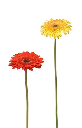 simsearch:400-05713050,k - two gebera (african daisy) isolated on white Stock Photo - Budget Royalty-Free & Subscription, Code: 400-04403501