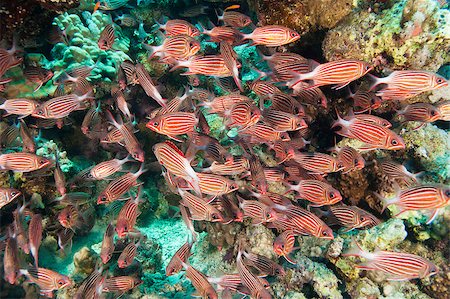simsearch:862-03352929,k - Shoal of crown squirrelfish under an overhang on a coral reef Photographie de stock - Aubaine LD & Abonnement, Code: 400-04403548