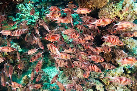 simsearch:862-03352920,k - Shoal of crown squirrelfish under an overhang on a coral reef Photographie de stock - Aubaine LD & Abonnement, Code: 400-04403548