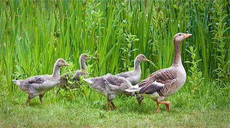 Mother goose leading goslings in the wild Foto de stock - Royalty-Free Super Valor e Assinatura, Número: 400-04403707