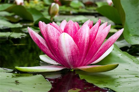 simsearch:400-04017981,k - An image of a nice water lily Photographie de stock - Aubaine LD & Abonnement, Code: 400-04403775