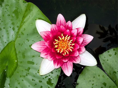 simsearch:400-06068658,k - An image of a nice water lily Stock Photo - Budget Royalty-Free & Subscription, Code: 400-04403776