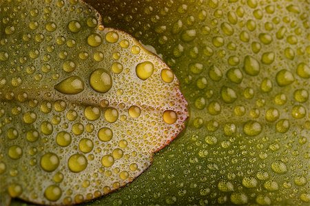simsearch:400-04403996,k - Fresh green leaves with multiple water droplets Stock Photo - Budget Royalty-Free & Subscription, Code: 400-04403996