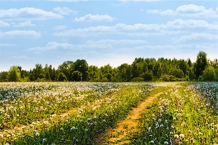simsearch:400-04018118,k - Summer field in sun rays with road passing on it, dandelions, wood and the blue sky with white clouds Photographie de stock - Aubaine LD & Abonnement, Code: 400-04414019