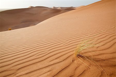 simsearch:400-04173967,k - Plants in sand dunes in Sahara desert in Morocco. Horizontal shot. Fotografie stock - Microstock e Abbonamento, Codice: 400-04414446