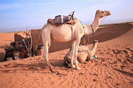 sahara camel - Couple of camels in Sahara desert in Morocco. Horizontal shot. Stock Photo - Budget Royalty-Free & Subscription, Code: 400-04414447